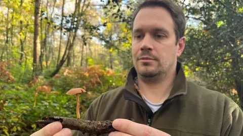 BBC/George Carden Ashdown Forest countryside manager Ash Walmsley holding up a twig with a mushroom growing on it, in Ashdown Forest.