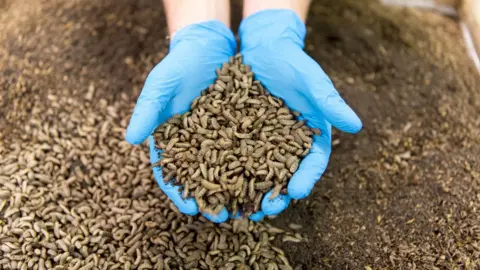 Entomics Black soldier fly larvae