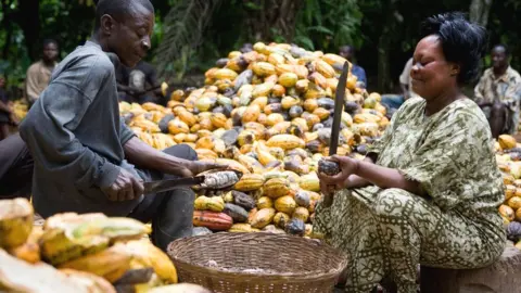 Alamy Akua Gwamfua harvesting on her farm in Amankwaatia village, Ghana