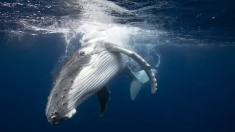 Barcroft Media A humpback whale