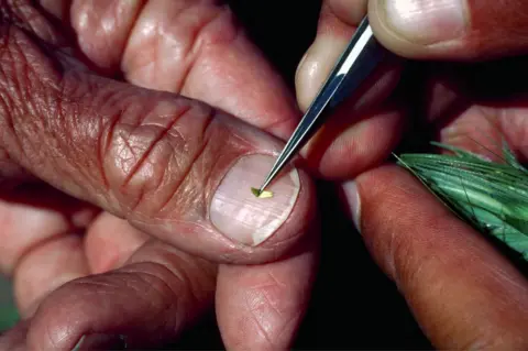 Getty Images Rust-resistant wheat