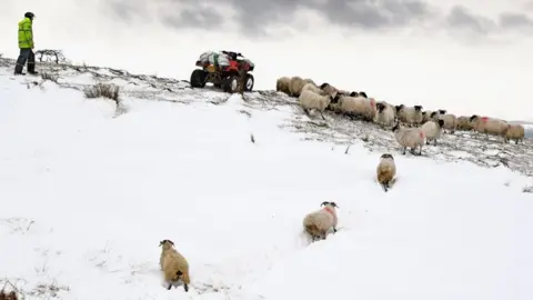 Getty Images Sheep on a Scottish farm in the aftermath of the Beast from the East last last year