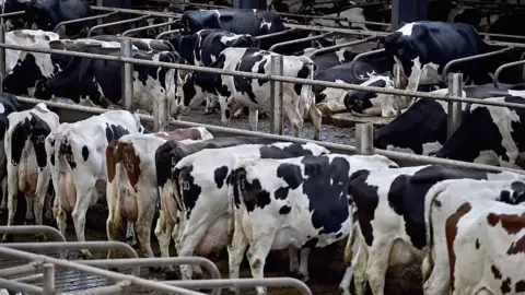 Getty Images Cows being milked at farm in Scotland