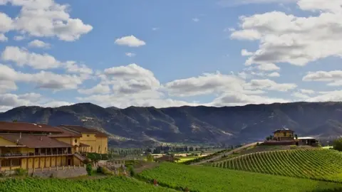 Fundación Cardoen A view of the vineyards owned by Carlos Cardoen
