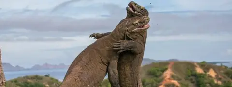 Getty Images Komodo dragons fighting