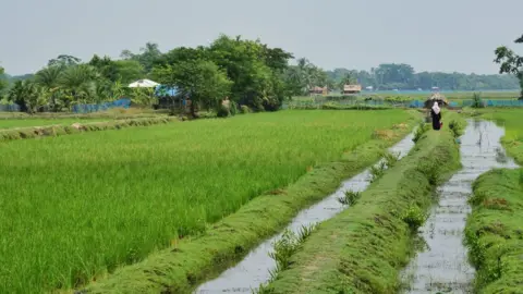 Getty Images Rice field in Bangladesh