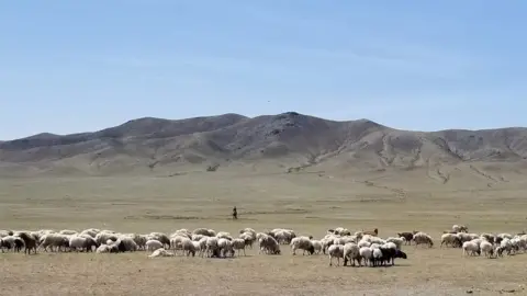 Beth Timmins  Cashmere goat herding