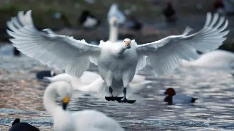 PA Media Swan