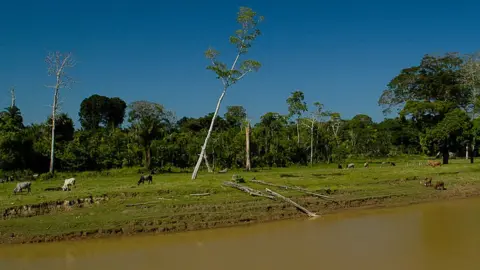 Getty Images Cattle near Amazon tributary