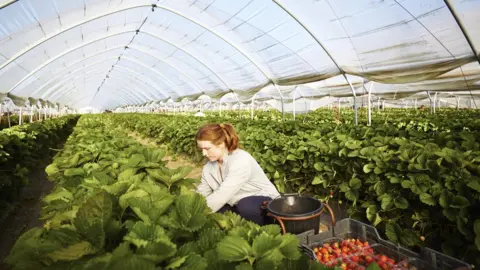 Getty Images fruit picking
