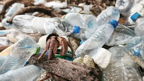 Getty Images Hermit crab walking through plastic