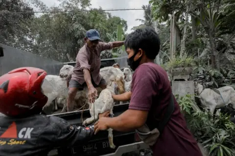 Reuters Locals evacuate their livestock at Sumberwuluh village following the eruption of Mt Semeru in Lumajang district, East Java province, Indonesia