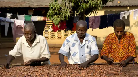Marieke van der Velden Cocoa beans drying