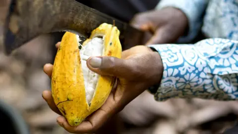 Marieke van der Velden Splitting a cocoa pod