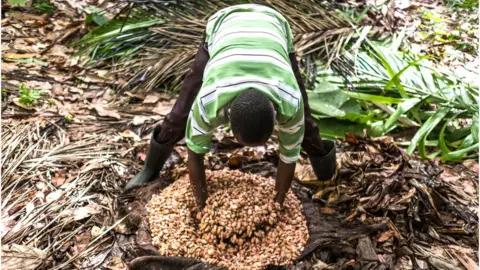 Getty Images Cocoa beans placed in a hole to ferment, at this farm in Mbau, DR Congo