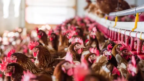 Getty Images Chickens