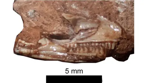 Natural History Museum UK Fossilised skull of small lizard with teeth showing