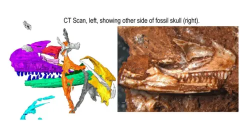 University of Bristol & Natural History Museum UK CT scan of skull, and image of fossil skull