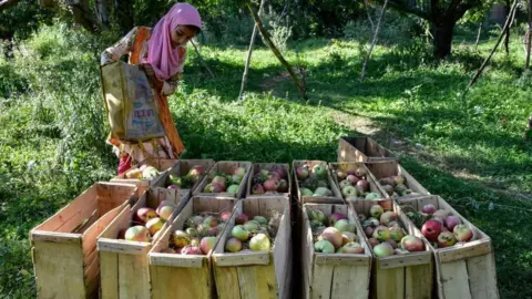 Getty Images SRINAGAR, INDIA - 2022/09/09: A girl sorts fresh apples at an orchard during harvesting season on the outskirts of Srinagar, Kashmir. Farmers across Kashmir valley start harvesting different varieties of apples and the season lasts until mid-November.