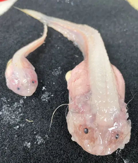 UWA/Caladan Oceanic Snailfish