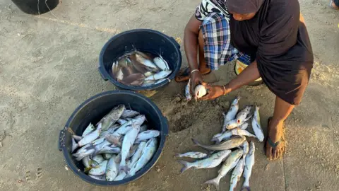 Tom Ford A woman sorting fish in Gunjur, The Gambia