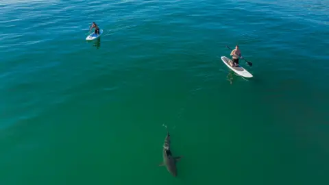 Carlos Gauna/The Malibu Artist  Sharks swim near surfers peacefully