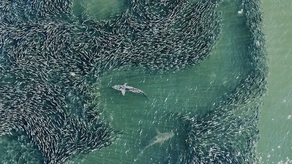 Joanna Steidle Sharks in the waters off of Long Island