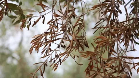 EPPO Infected olive tree (Image courtesy of EPPO/D. Boscia, Istituto di Virologia Vegetale del CNR, Bari/F. Nigro, Università degli Studi di Bari/A. Guario, Plant Protection Service, Regione Puglia)