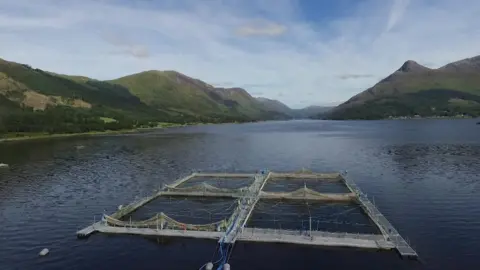 BBC News Fish farm