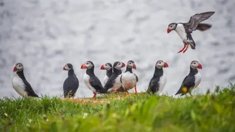 Getty Images Puffins on Grimsey