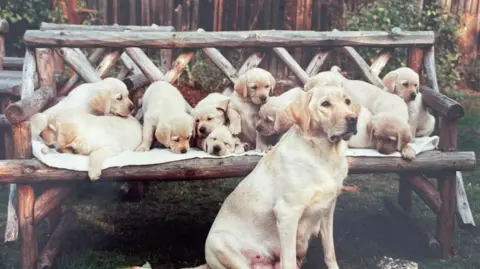 Guide Dogs A yellow Labrador sitting in front of a wooden bench with 10 Labrador puppies on it. They are posed outside in a garden. A wooden fence lies behind.