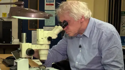 BBC A man in a blue shirt with white hair looking through a microscope in a lab