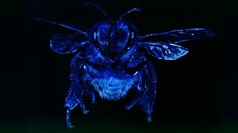 SPL African honey bee (Copyright: SPL)