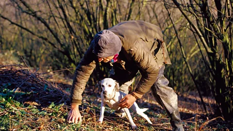 The rare European white truffle can be found in Italyâs Piedmont region, growing among the roots of poplar, beech, hazelnut, oak and willow trees. (Oliver Strewe/LPI)