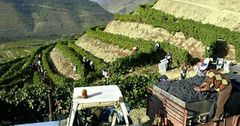 At the Quinta do Bonfim vineyards in the Douro, grapes are being picked for the production of port wine. (Armando Franca/Associated Press)