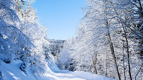 A fresh snowfall in the ancient spruce and beech forests of Slovenia leaves the trees heavily laden and glistening. (Mark Read/LPI)