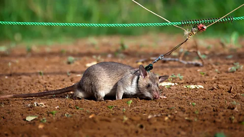 Jonathan Kalan HeroRat (Copyright: Jonathan Kalan)