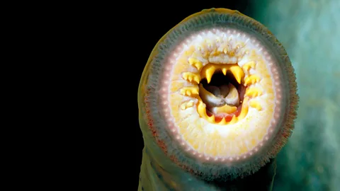 The sea lamprey, an invasive species in the Great Lakes, where it feeds on the blood of fish (SPL)