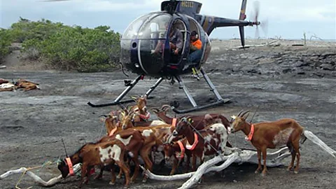Judas goats tagged with radio collars 'betray' their invasive counterparts by allowing hunters to track herds (Karl Campbell)