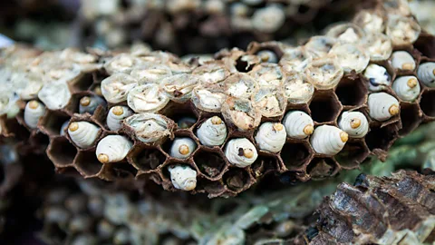 In some parts of the world, insect larvae are regarded as a delicacy (Getty Images)