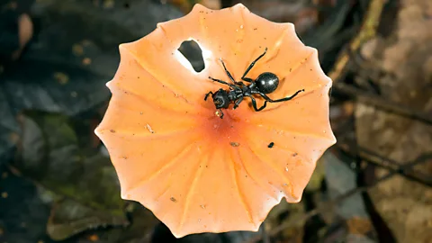 Could we one day snack on ants like we do on shrimp? (Science Photo Library)