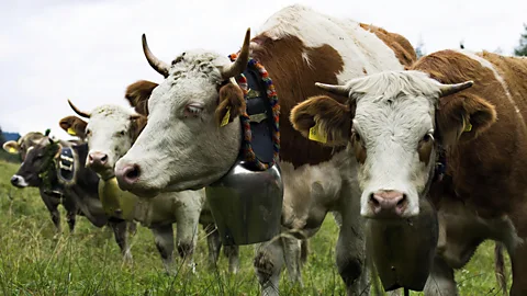 As populations rise, growing cattle to feed them creates more strain on resources (Getty Images)