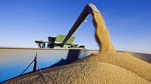 Harvesting soy, before processing (Getty Images)