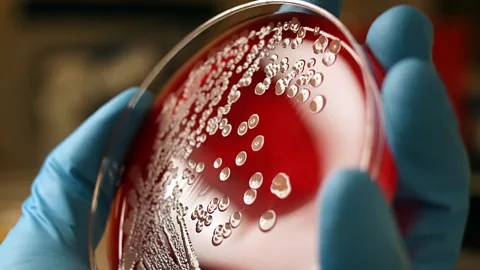 Getty Images Each fingertip can provide a home to hundreds of thousands of bacteria (Credit: Getty Images)