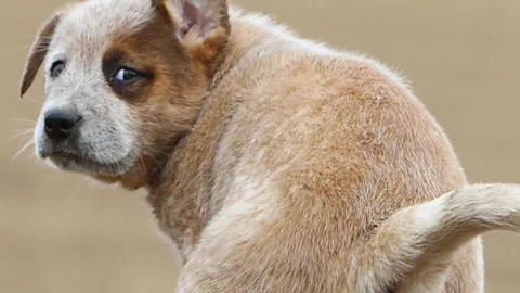 Alamy (Credit: Alamy)