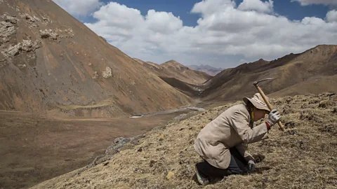 Getty Images The worms are harvested in remote mountainous locations in China (Credit: Getty Images)