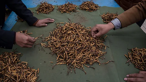 Getty Images The dried worms can sell for up to $20,000 a kilo (Credit: Getty Images)