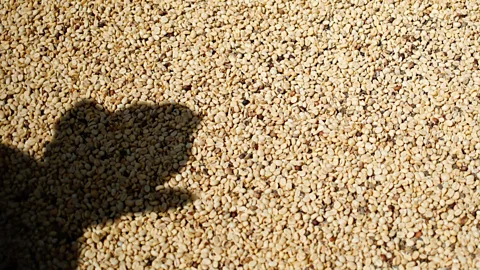 Getty Images To get rated as a premium quality grade, farmers must focus on small details (Credit: Getty Images)