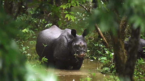 Getty Images A one-horn rhinoceros swims through flood waters in Kaziranga National Park in July 2017 (Credit: Getty Images)