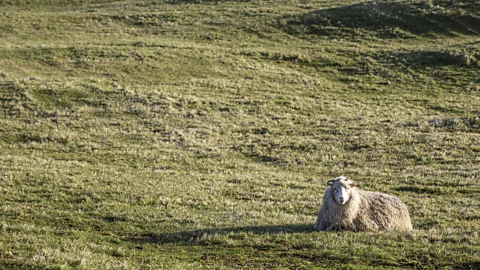 Nori Jemil A long struggle for independence (Credit: Nori Jemil)